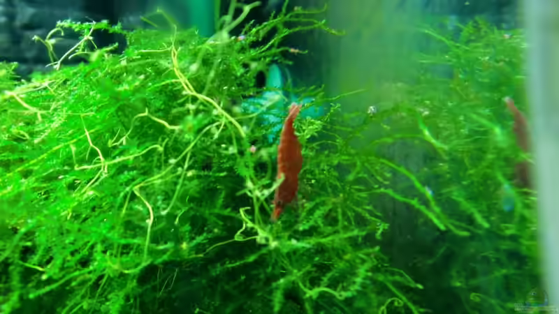 Besatz im Aquarium Becken 17493 von schecki (6)