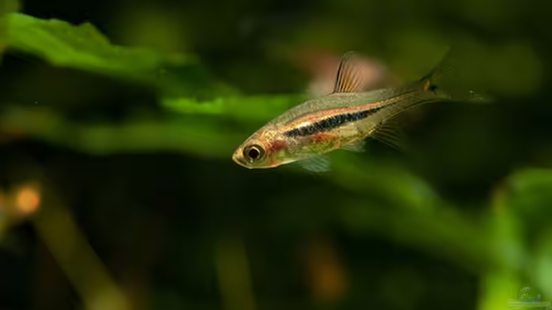 Besatz im Aquarium Becken 17493 von schecki (7)