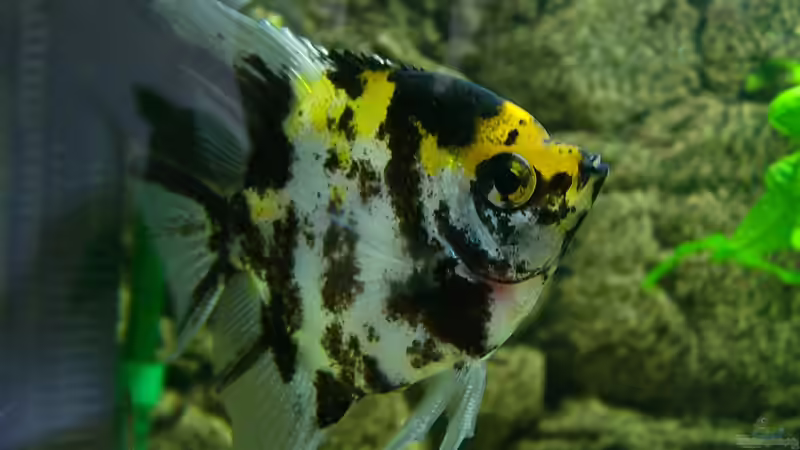 Besatz im Aquarium Becken 17523 von Aspel82 (10)