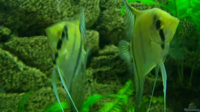 Besatz im Aquarium Becken 17523 von Aspel82 (11)