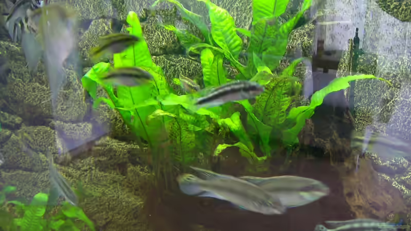 Besatz im Aquarium Becken 17523 von Aspel82 (12)