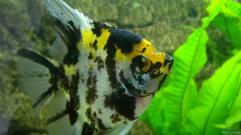 Besatz im Aquarium Becken 17523 von Aspel82 (6)