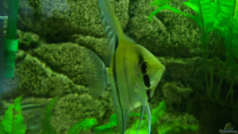 Besatz im Aquarium Becken 17523 von Aspel82 (7)