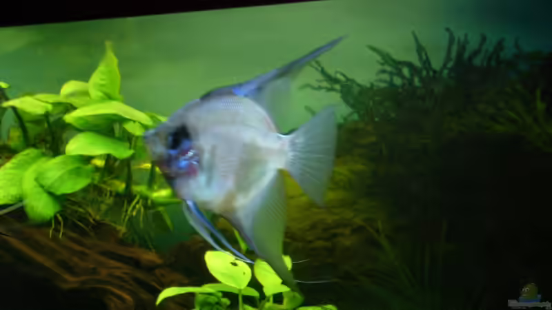 Besatz im Aquarium Becken 17539 von Malinois (10)