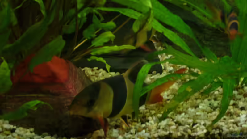 Besatz im Aquarium Becken 17539 von Malinois (12)