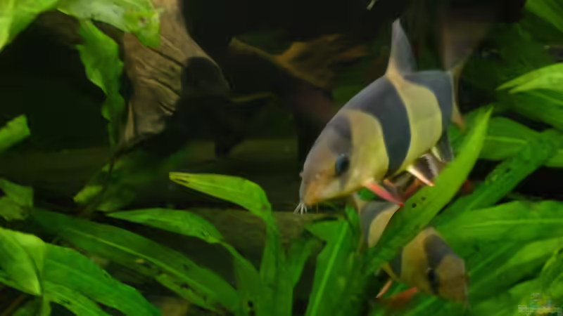 Besatz im Aquarium Becken 17539 von Malinois (13)