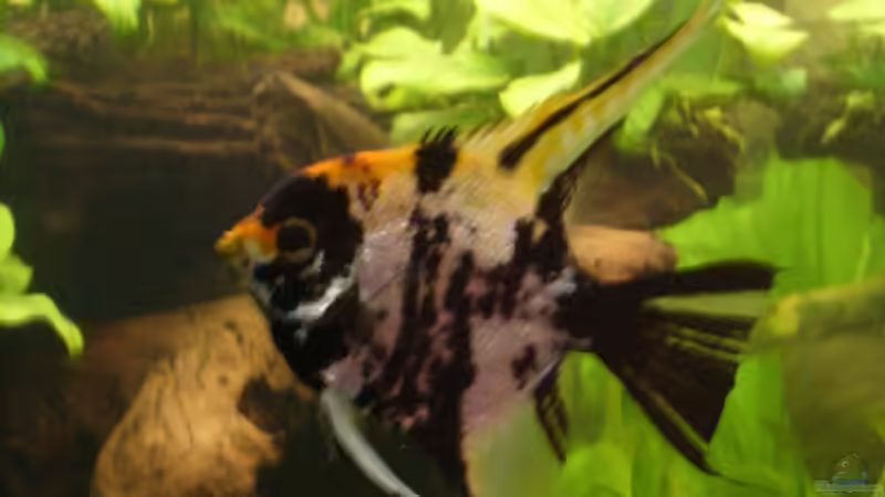 Besatz im Aquarium Becken 17539 von Malinois (15)