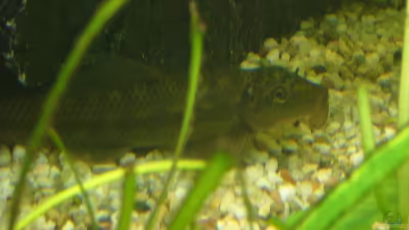 Besatz im Aquarium Becken 17539 von Malinois (16)