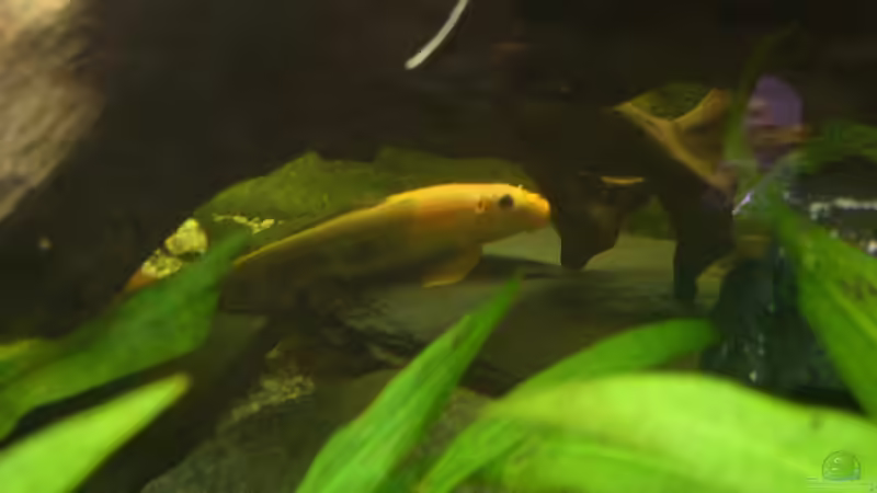 Besatz im Aquarium Becken 17539 von Malinois (17)