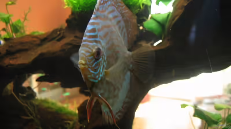 Besatz im Aquarium Becken 1756 von Hubert Demonty (21)