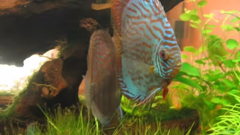 Besatz im Aquarium Becken 1756 von Hubert Demonty (22)