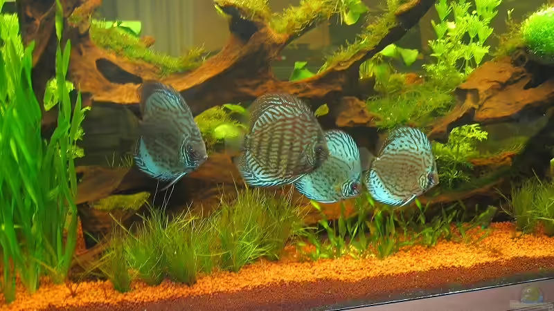 Besatz im Aquarium Becken 1756 von Hubert Demonty (23)