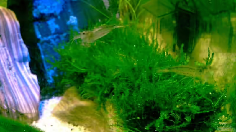 Besatz im Aquarium Becken 17573 von gomtuu (2)