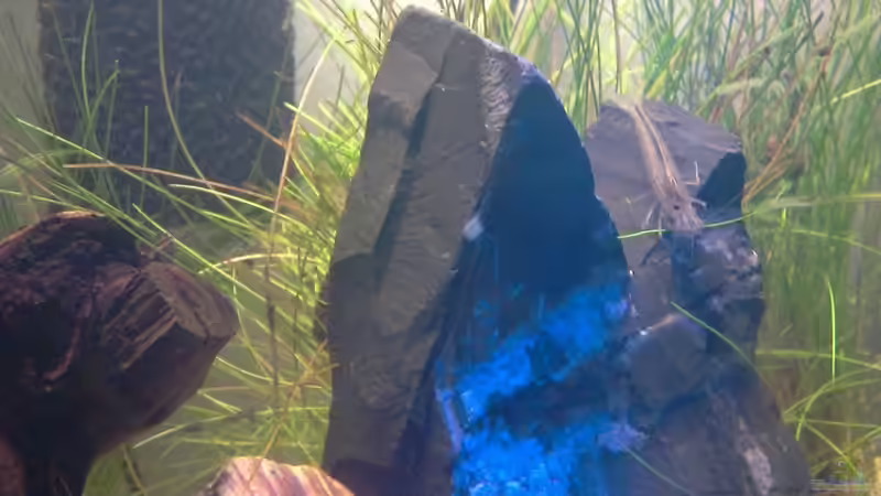 Besatz im Aquarium Becken 17573 von gomtuu (3)