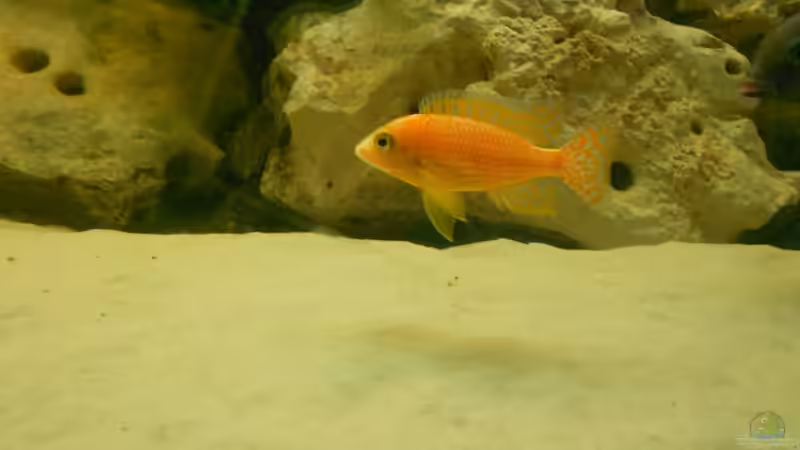 Besatz im Aquarium Becken 17579 von Insulaner (25)