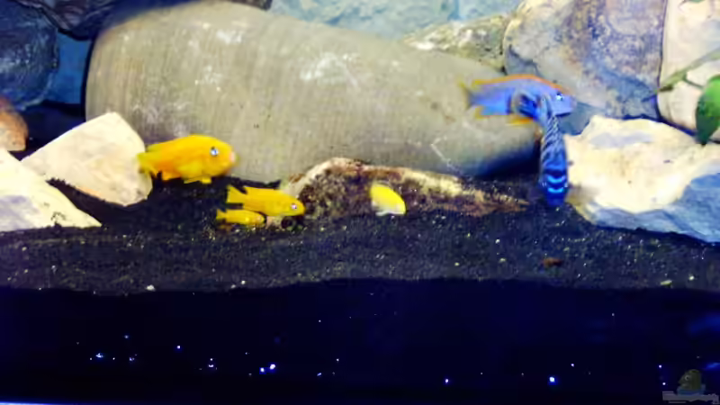 Besatz im Aquarium Becken 1760 von Robert Dietrich (32)