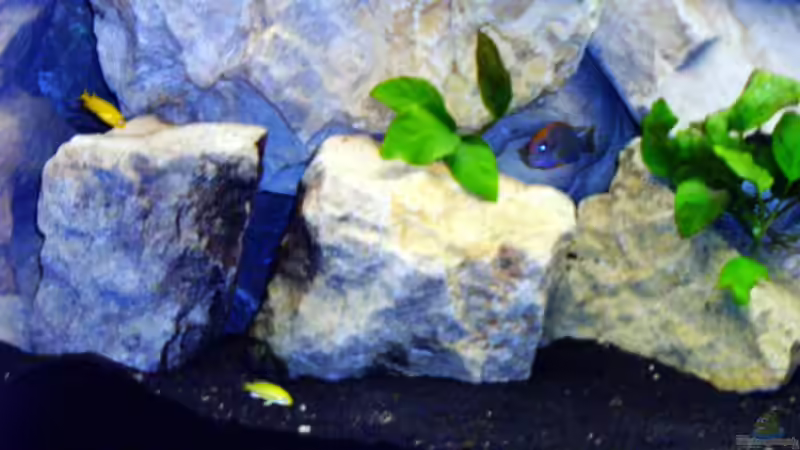 Besatz im Aquarium Becken 1760 von Robert Dietrich (33)