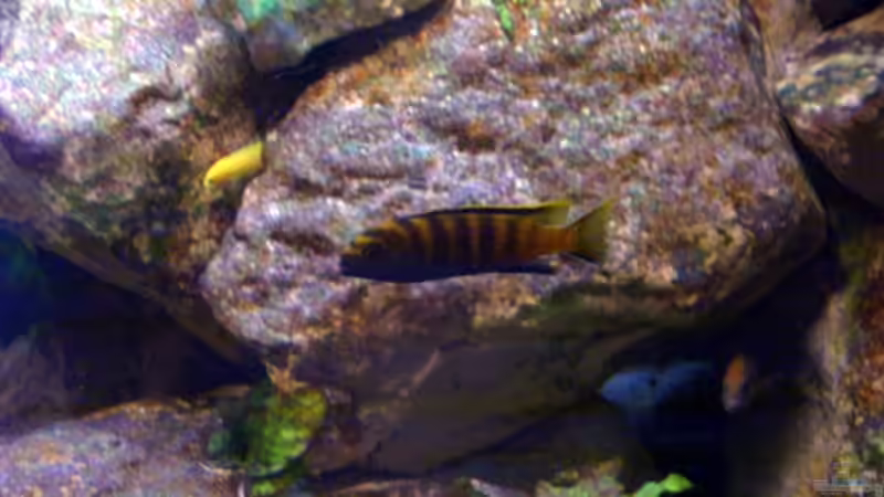 Besatz im Aquarium Becken 1760 von Robert Dietrich (38)