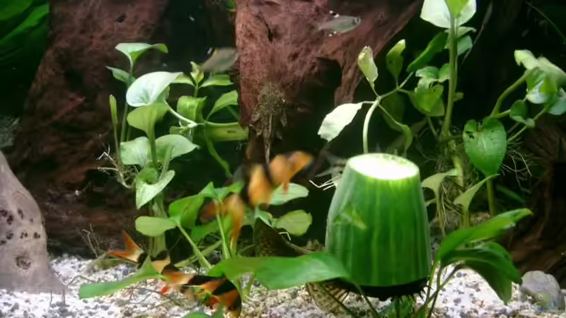 Besatz im Aquarium Becken 1764 von elbochos (24)