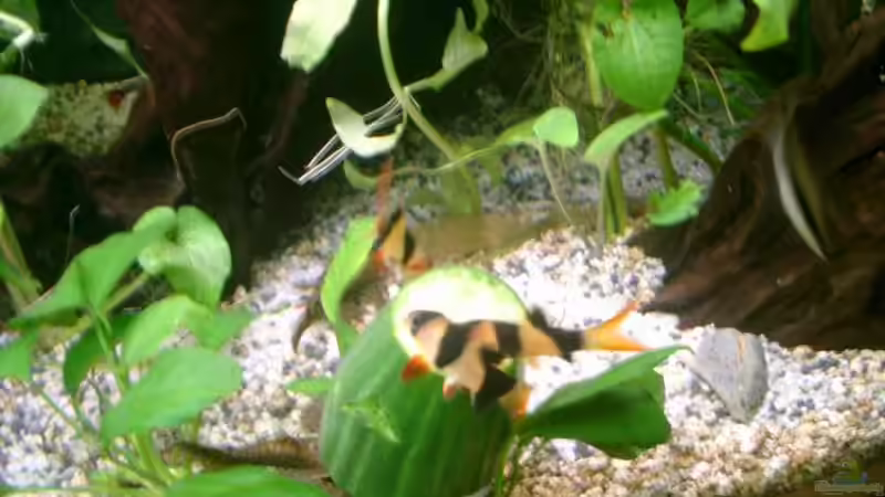 Besatz im Aquarium Becken 1764 von elbochos (25)