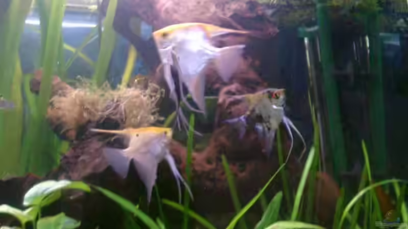 Besatz im Aquarium Becken 1764 von elbochos (26)