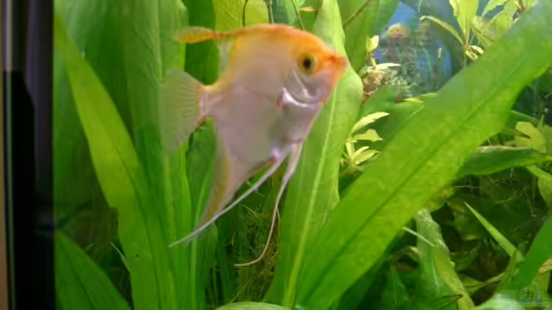 Besatz im Aquarium Becken 1764 von elbochos (27)