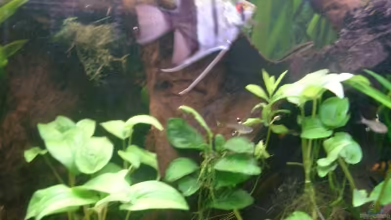 Besatz im Aquarium Becken 1764 von elbochos (28)