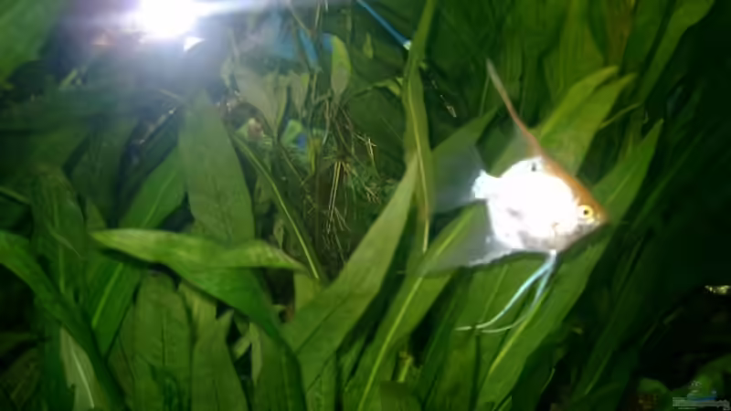 Besatz im Aquarium Becken 1764 von elbochos (31)