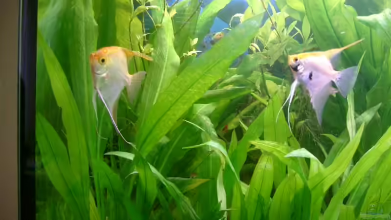 Besatz im Aquarium Becken 1764 von elbochos (33)