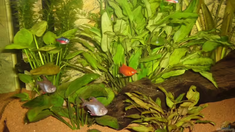 Besatz im Aquarium Becken 17665 Red River von Michael Hermes (13)