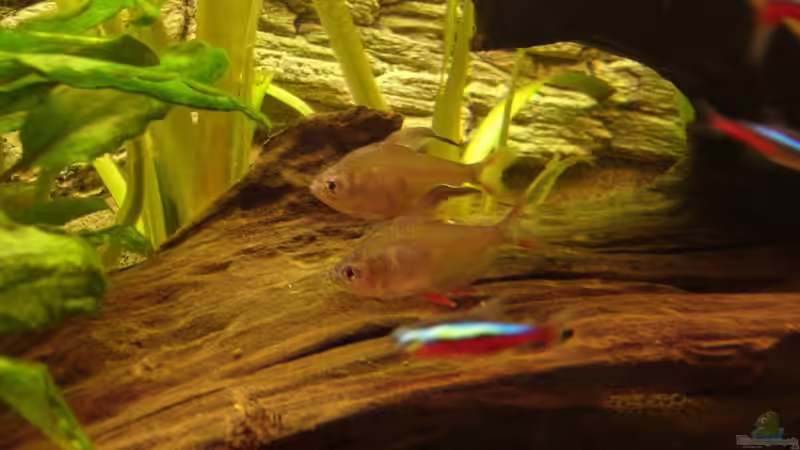 Besatz im Aquarium Becken 17665 Red River von Michael Hermes (14)
