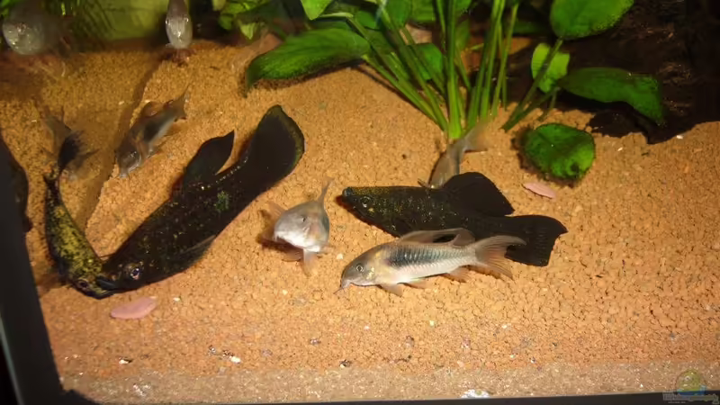 Besatz im Aquarium Becken 17665 Red River von Michael Hermes (15)