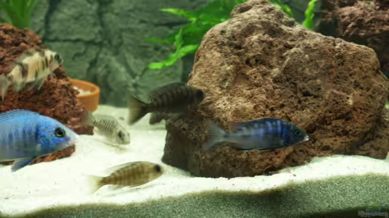 Besatz im Aquarium Becken 17677 von Aqua2010 (5)