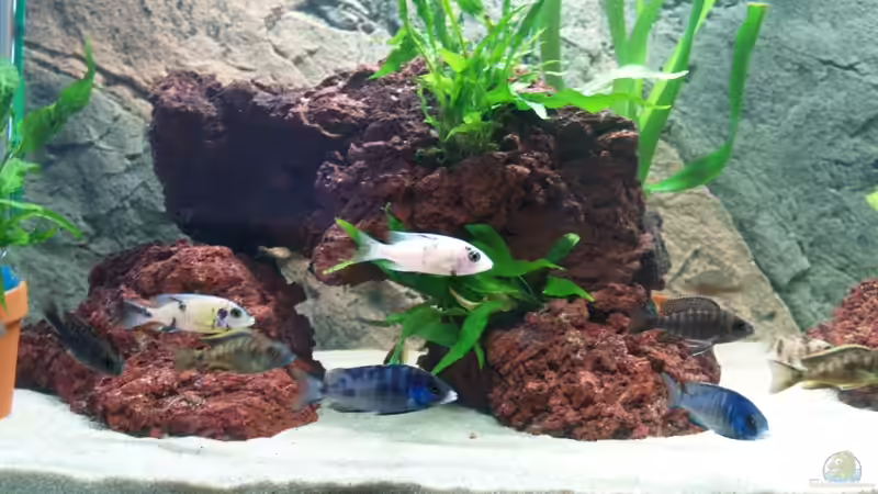 Besatz im Aquarium Becken 17677 von Aqua2010 (7)