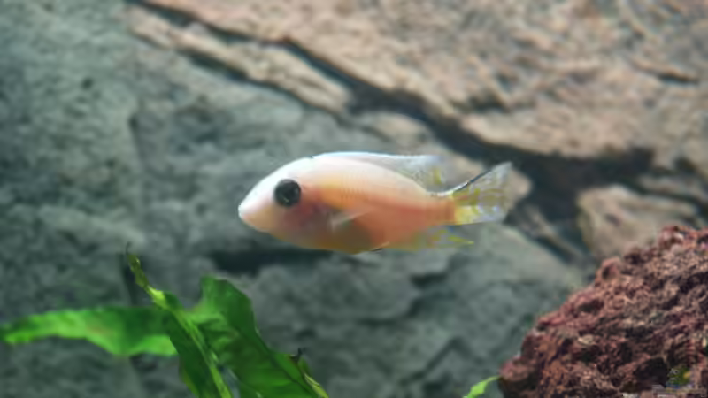 Besatz im Aquarium Becken 17677 von Aqua2010 (8)