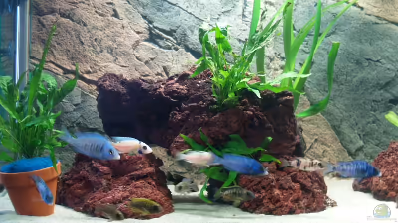 Besatz im Aquarium Becken 17677 von Aqua2010 (9)