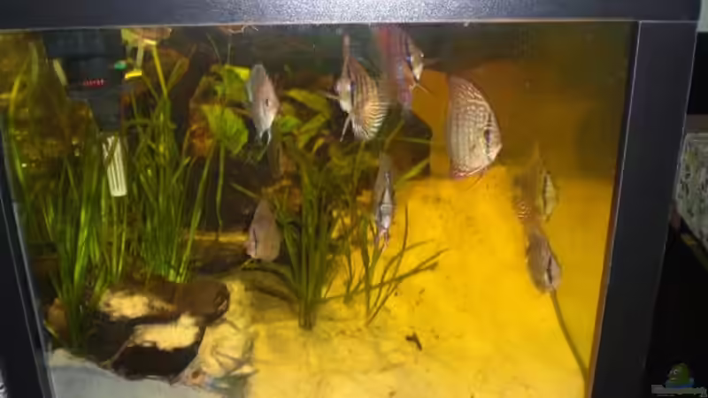 Besatz im Aquarium Becken 17703 von Markus Schöller (7)