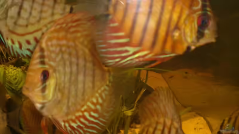 Besatz im Aquarium Becken 17703 von Markus Schöller (8)