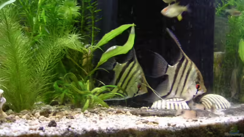 Besatz im Aquarium Becken 1772 von Michael Bauer (3)