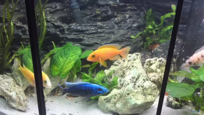 Besatz im Aquarium Becken 17725 von sumsum0476 (4)