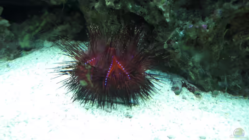 Besatz im Aquarium Becken 17780 von Andre Walz (12)