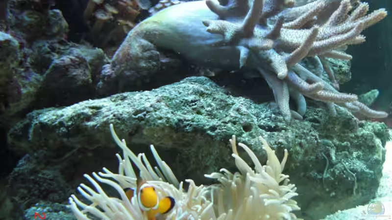 Besatz im Aquarium Becken 17780 von Andre Walz (13)