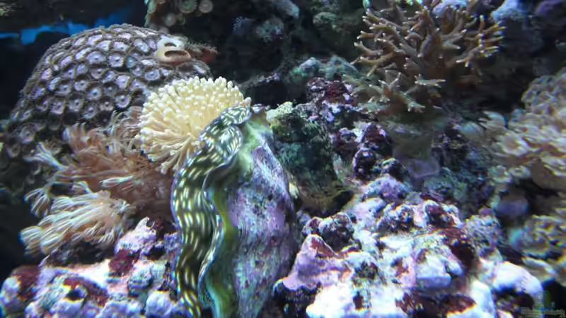 Besatz im Aquarium Becken 17780 von Andre Walz (14)