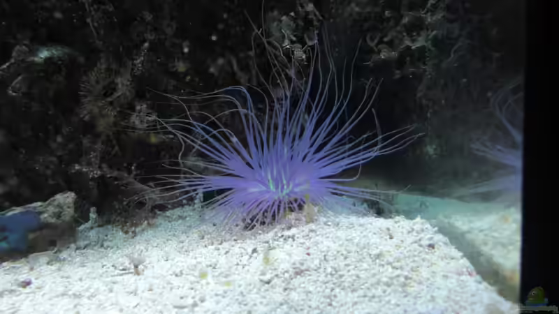 Besatz im Aquarium Becken 17780 von Andre Walz (15)