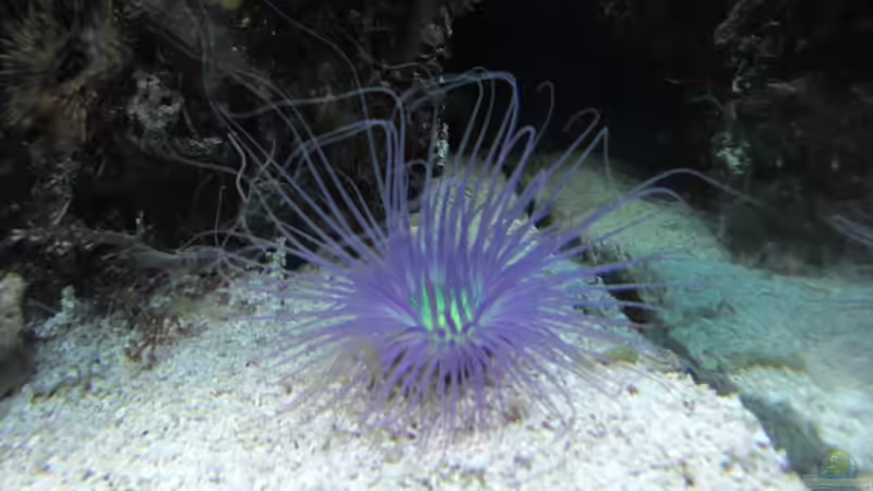 Besatz im Aquarium Becken 17780 von Andre Walz (16)