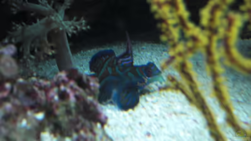 Besatz im Aquarium Becken 17780 von Andre Walz (17)