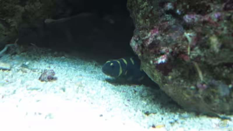 Besatz im Aquarium Becken 17780 von Andre Walz (18)