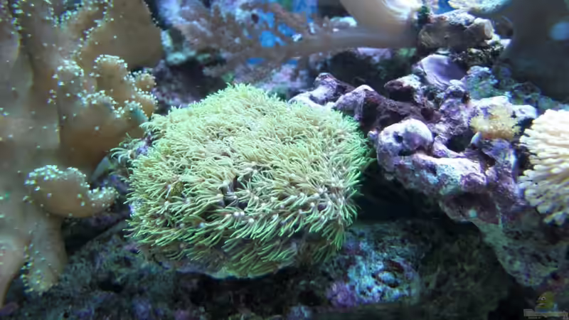 Besatz im Aquarium Becken 17780 von Andre Walz (19)