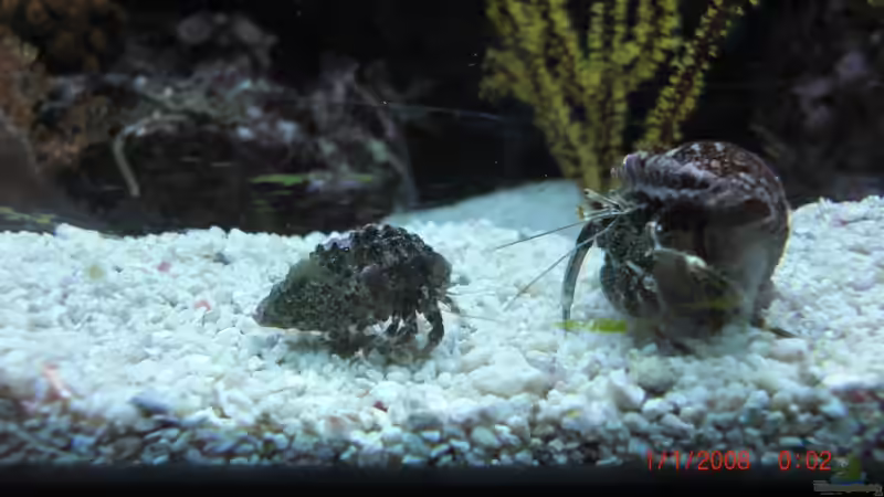 Besatz im Aquarium Becken 17780 von Andre Walz (20)