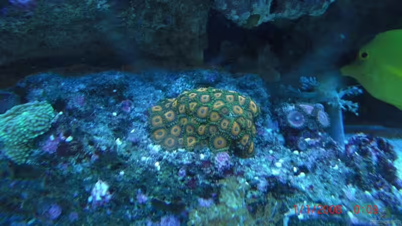 Besatz im Aquarium Becken 17780 von Andre Walz (21)